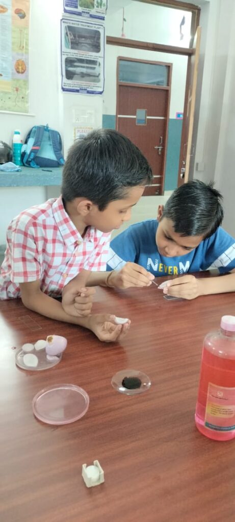 Excellia School